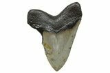 Serrated, Fossil Megalodon Tooth - North Carolina #272518-1